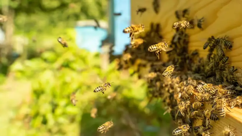 What You Can Do to Get Rid of Honeybees in Your Home Without Killing Them